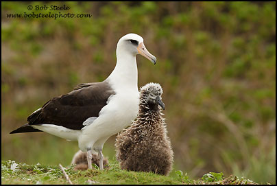 Laysan Albatross (Phoebastria immutabilis)