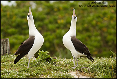 Laysan Albatross (Phoebastria immutabilis)