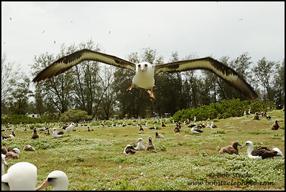 Laysan Albatross (Phoebastria immutabilis)