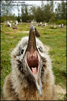 Laysan Albatross (Phoebastria immutabilis)