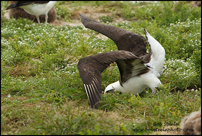 Laysan Albatross (Phoebastria immutabilis)