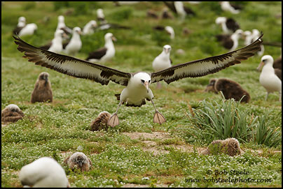 Laysan Albatross (Phoebastria immutabilis)