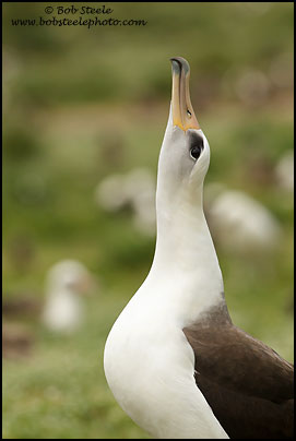 Laysan Albatross (Phoebastria immutabilis)