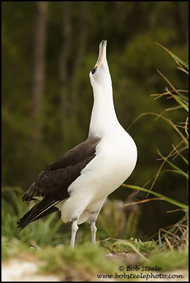 Laysan Albatross (Phoebastria immutabilis)