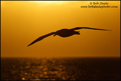Laysan Albatross (Phoebastria immutabilis)