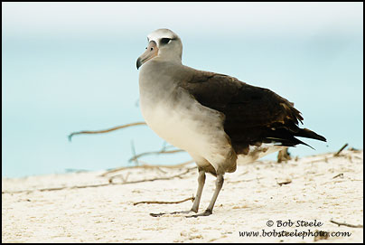 Laysan Albatross (Phoebastria immutabilis)