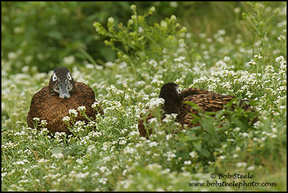 Laysan Duck (Anas laysanensis)