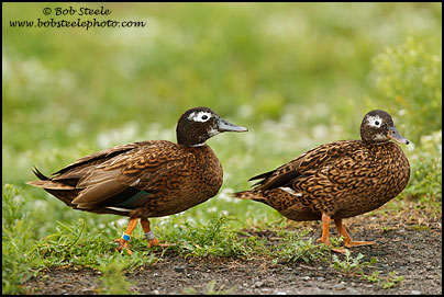 Laysan Duck (Anas laysanensis)