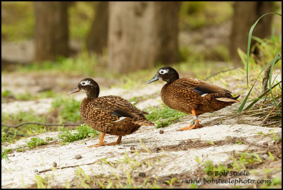 Laysan Duck (Anas laysanensis)