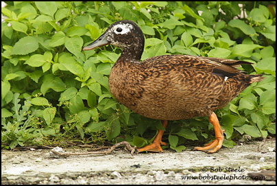 Laysan Duck (Anas laysanensis)