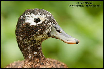 Laysan Duck (Anas laysanensis)
