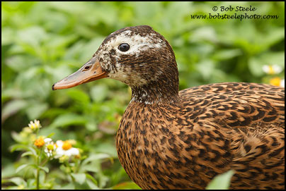 Laysan Duck (Anas laysanensis)