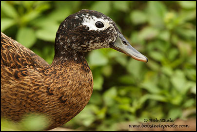 Laysan Duck (Anas laysanensis)