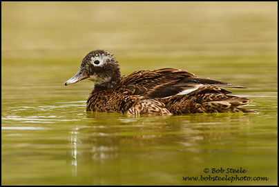 Laysan Duck (Anas laysanensis)