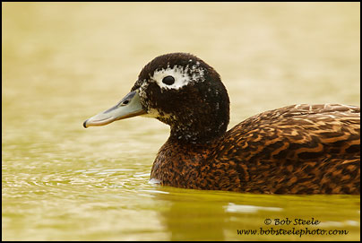 Laysan Duck (Anas laysanensis)