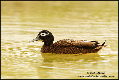 Laysan Duck (Anas laysanensis)