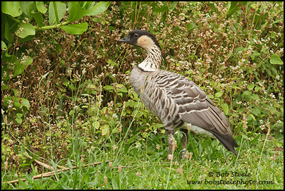 Nene (Branta sandvicensis)