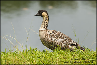 Nene (Branta sandvicensis)