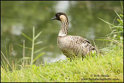 Nene (Branta sandvicensis)