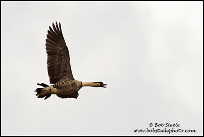 Nene (Branta sandvicensis)
