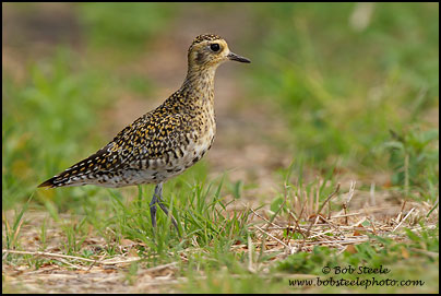 Pacific Golden-Plover (Pluvialis fulva)