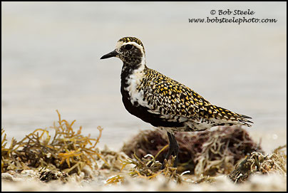 Pacific Golden-Plover (Pluvialis fulva)
