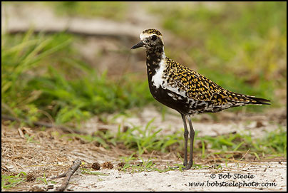 Pacific Golden-Plover (Pluvialis fulva)