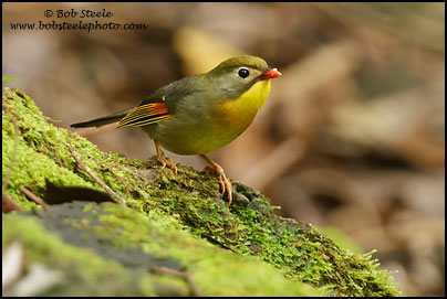 Red-billed Leiothrix (Leiothrix lutea)
