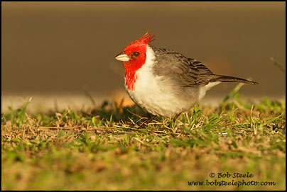 Red-crested Cardinal (Paroaria coronata)