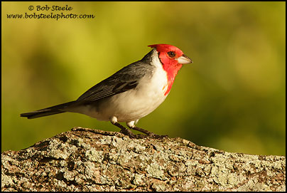 Red-crested Cardinal (Paroaria coronata)