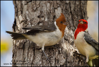 Red-crested Cardinal (Paroaria coronata)