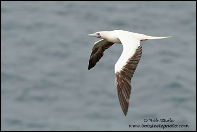 Red-footed Booby (Sula sula)