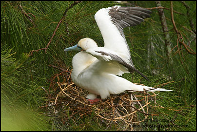 Red-footed Booby (Sula sula)