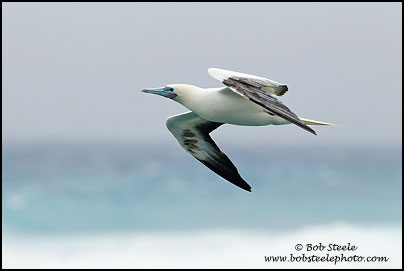 Red-footed Booby (Sula sula)