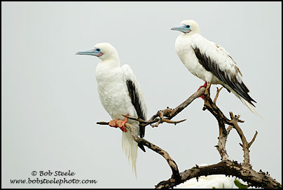Red-footed Booby (Sula sula)