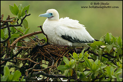 Red-footed Booby (Sula sula)