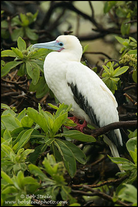 Red-footed Booby (Sula sula)