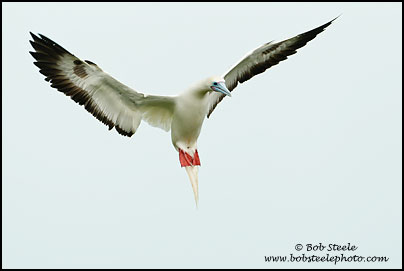 Red-footed Booby (Sula sula)