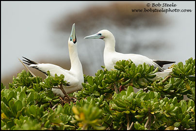Red-footed Booby (Sula sula)