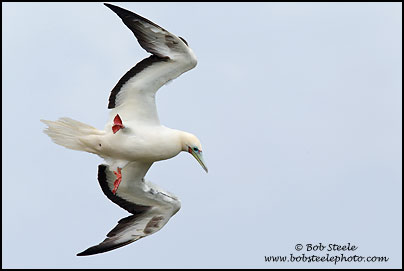 Red-footed Booby (Sula sula)