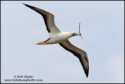 Red-footed Booby (Sula sula)