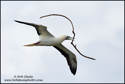Red-footed Booby (Sula sula)