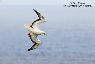 Red-footed Booby (Sula sula)
