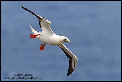 Red-footed Booby (Sula sula)