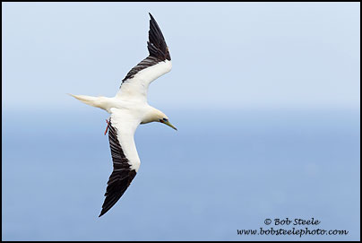 Red-footed Booby (Sula sula)