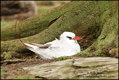 Red-tailed Tropicbird (Phaethon rubricauda)