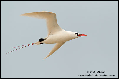 Red-tailed Tropicbird (Phaethon rubricauda)