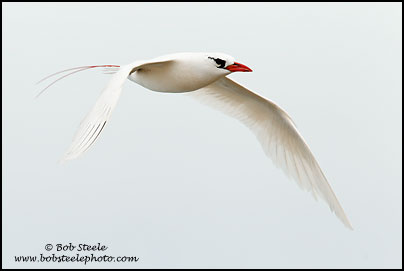 Red-tailed Tropicbird (Phaethon rubricauda)