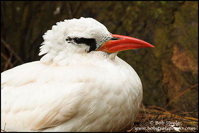 Red-tailed Tropicbird (Phaethon rubricauda)