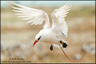 Red-tailed Tropicbird (Phaethon rubricauda)